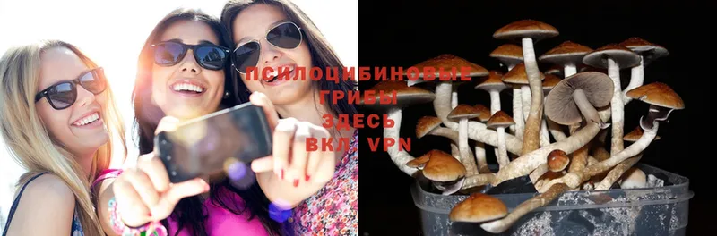 Псилоцибиновые грибы Psilocybine cubensis  купить наркоту  Медынь 